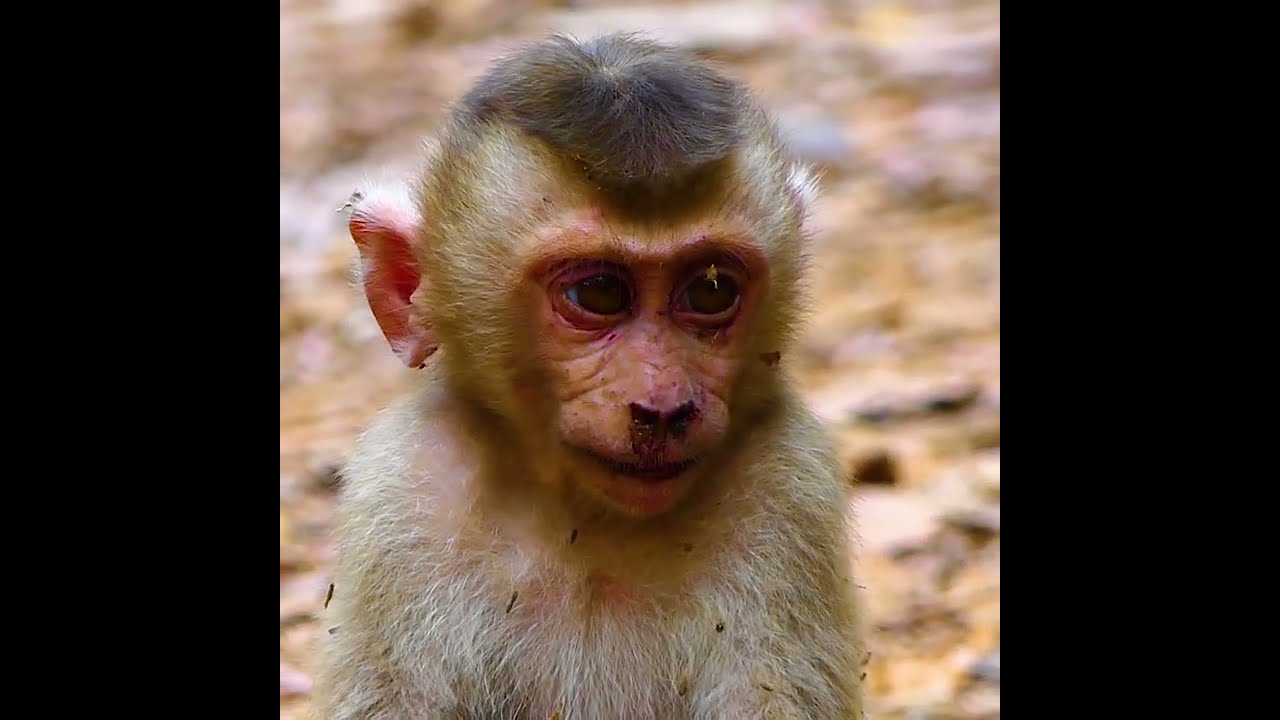 Oh no monkey Libby chasing bitte Leo grab himm so bad not sure Libby none stop hurt Leo when he come