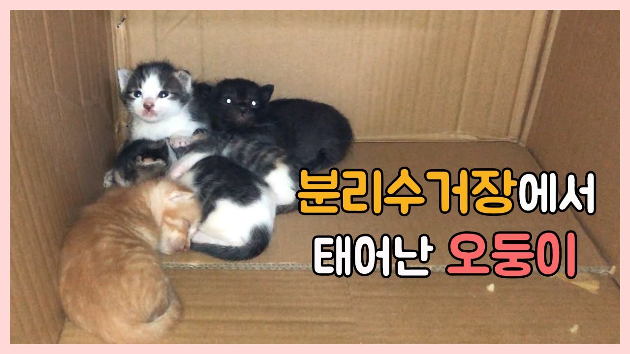 Мама кошка и котята, которые нуждались в помощи, в конце концов спаслись.