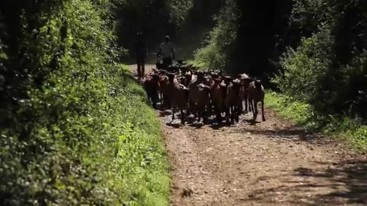 Osez le p&acirc;turage pour vos ch&egrave;vres !