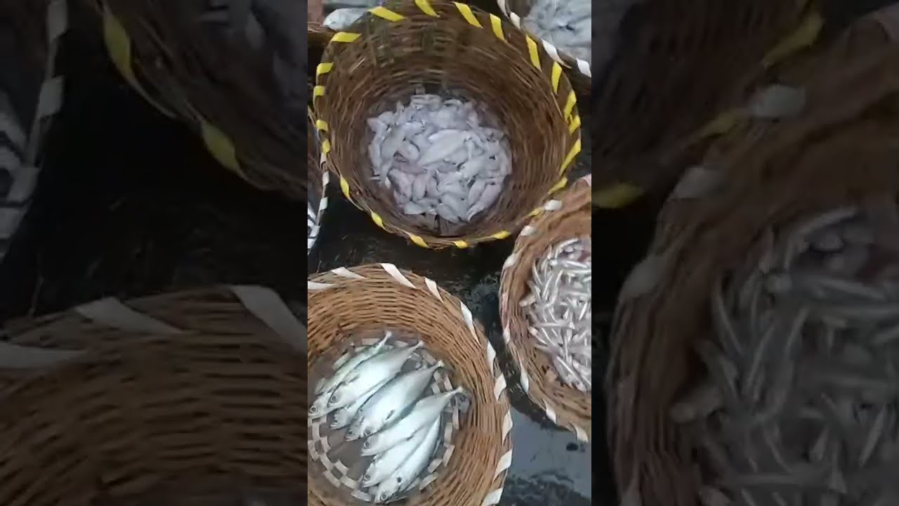 Kasimedu fish market  is live!