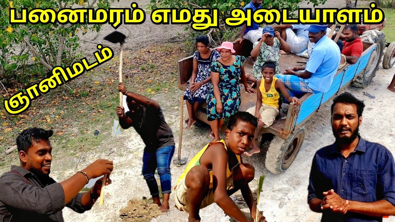 தாயகத்தில் ஒரு லட்சம் பனை மரங்களை நடும் இளைஞர்களின் செயற்திட்டம்🌴 Palmera Planting - Jaffna