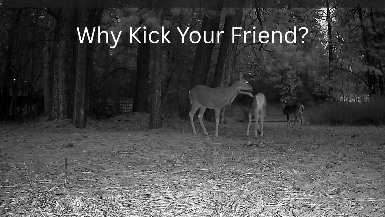 Why Kick Your Friend?