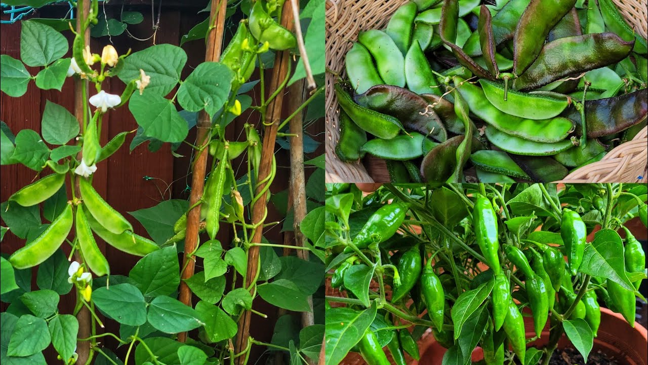 Harvesting Deshi Vegetables || Shokher Bagan UK 2025