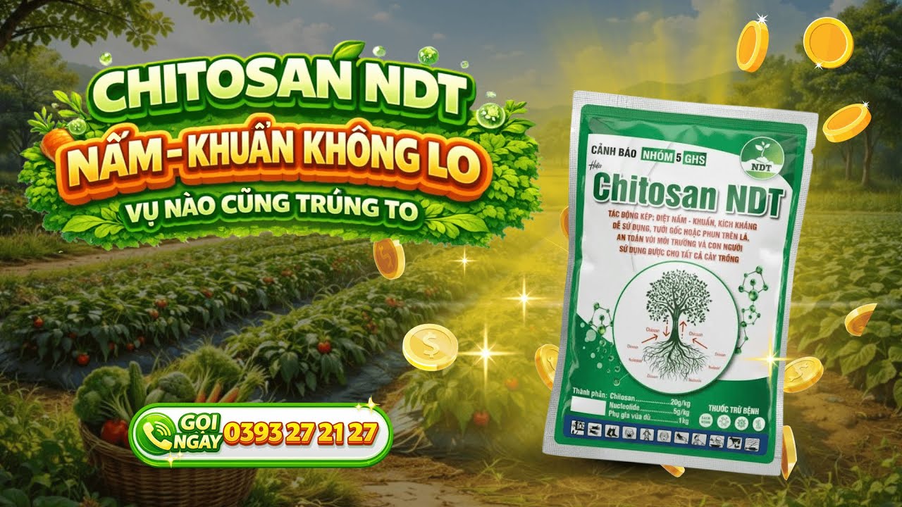 CHITOSAN NDT DỨT ĐIỂM HÉO XANH – HÉO RŨ – NGỦ NGÀY – CHẠY DÂY