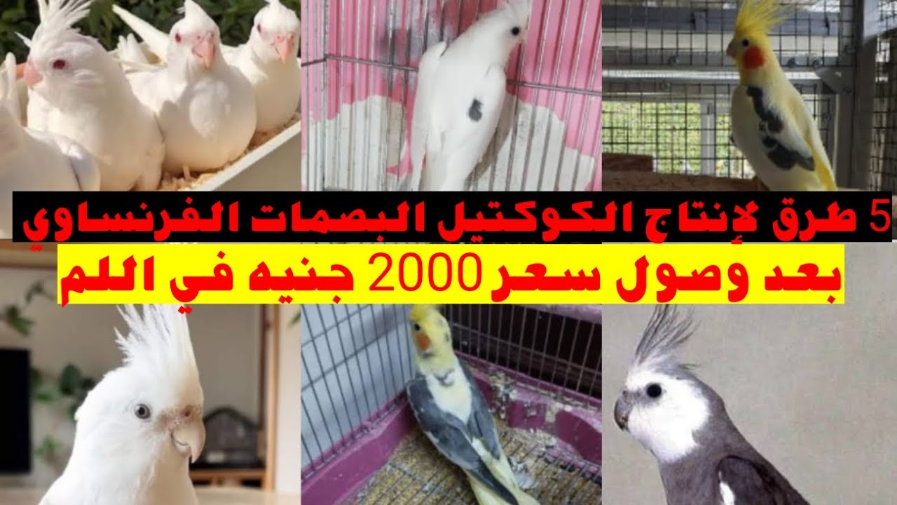 إنتاج الكوكتيل البصمات الفرنساوي ب5 طرق بعد وصول سعره في اللم ل2000 جنيه.