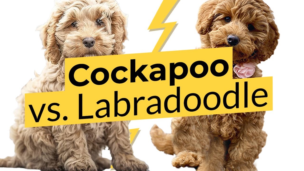 Cockapoo vs. Labradoodle 🐶 Breed Comparison 🐶 🔴 2023 🔴