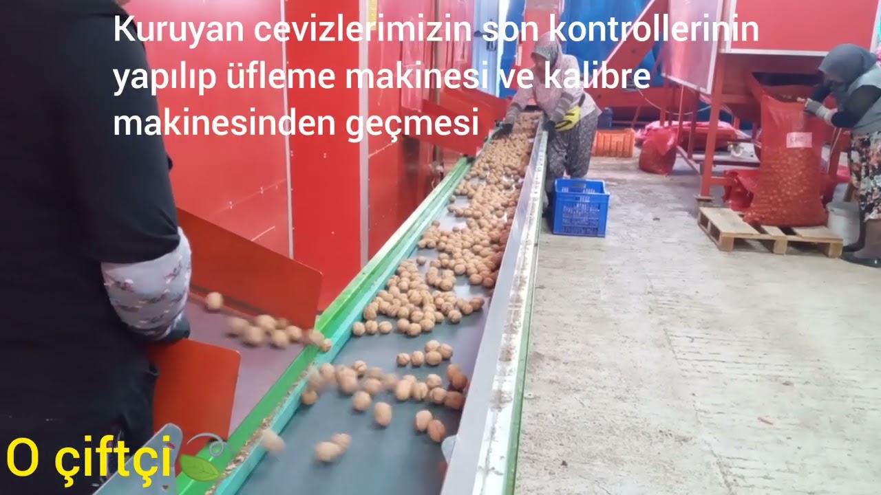 Ceviz toplandıktan sonra 