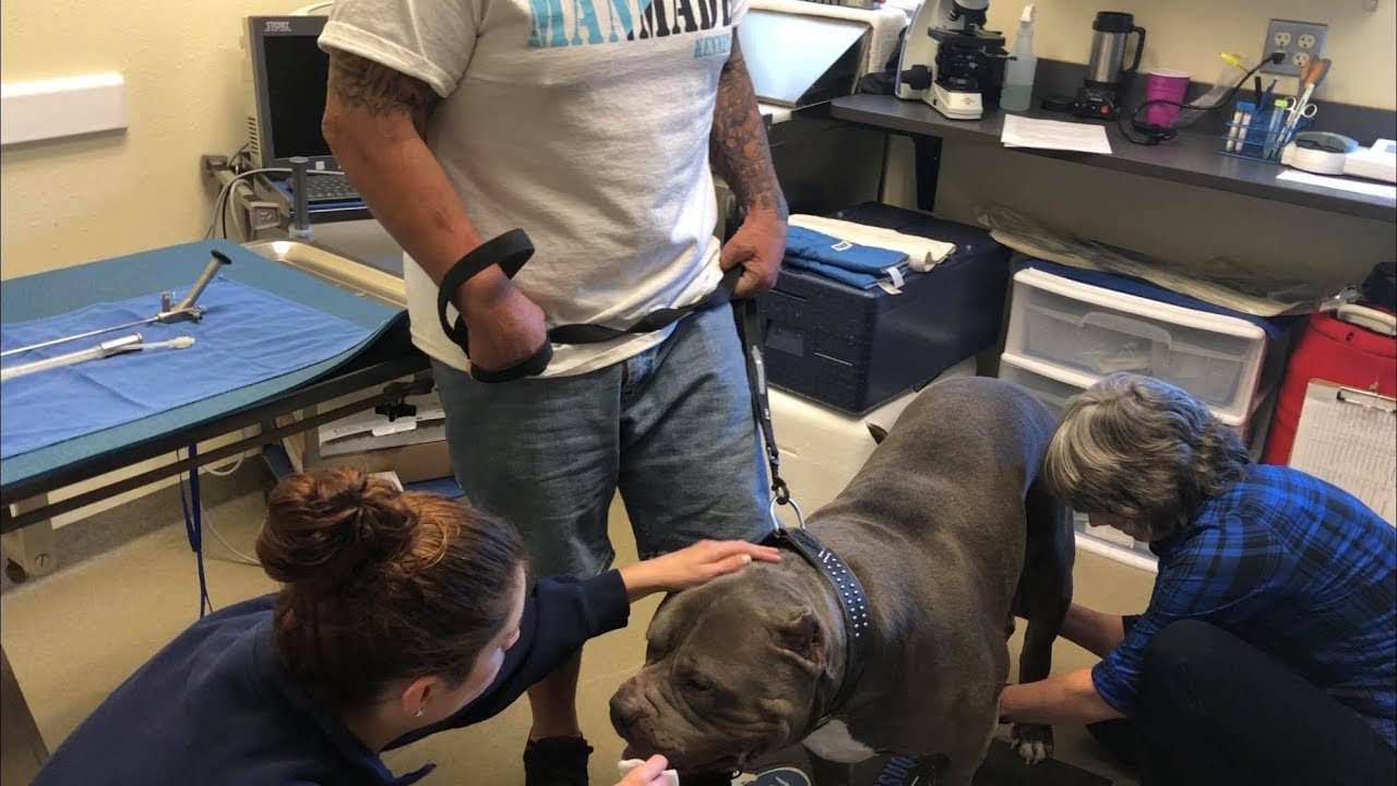 SHADOW GETS SEMEN ANALYSIS; FROZEN SEMEN COLLECTION & STORAGE; MANMADE KENNELS; XXL PITBULL DOG