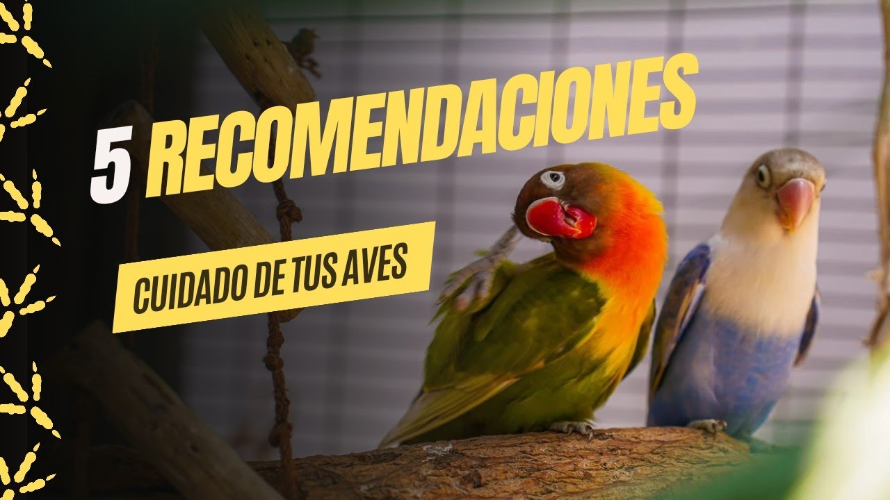 5 Cuidados si tienes aves | recomendaciones aves | ¿Qué necesita mi ave? |agapornis ninfas carolinas