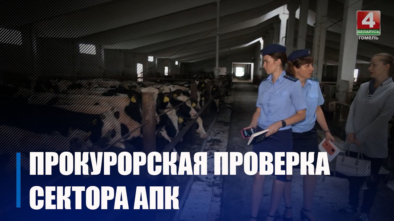 В Гомеле прокуратура проверила хозяйство и нашла голодных телят, загрязнены сараи и потекшие крыши