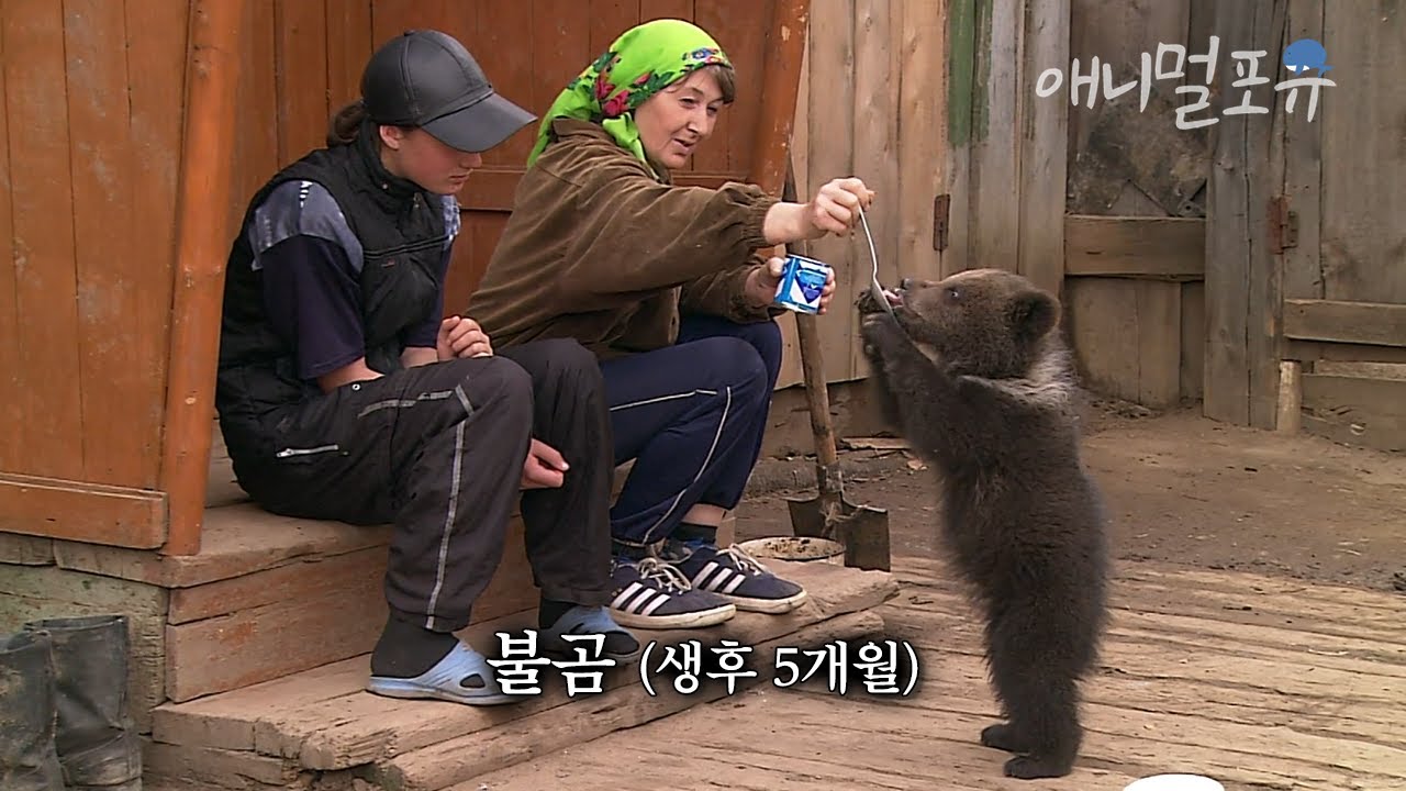 산책하다가 아기곰을 주웠습니다... (?????) | KBS 환경스페셜 070307 방송