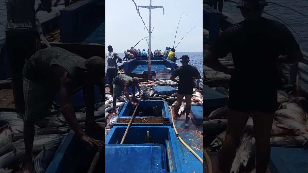 MANCING CAKALANG KM SINGA MARUTA 986 (PART 1)
