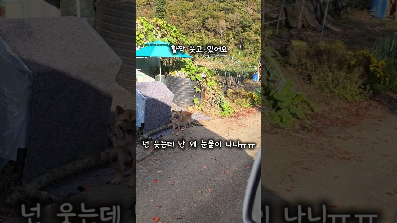 삶을 변화시켜주고 있는 개의 집에 보온조치해주기