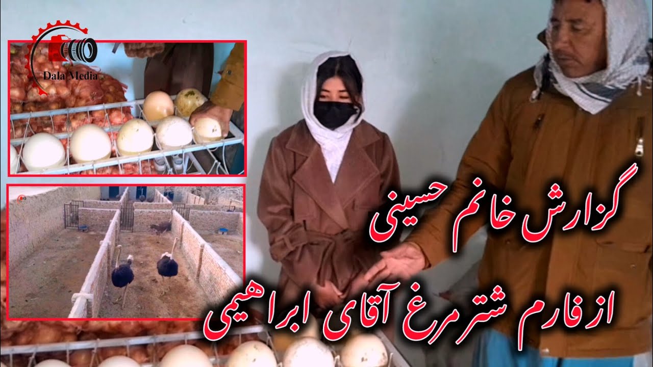 با خانم حسینی رفته بودیم فارم شتر مرغ😲 آقای ابراهیمی  شهر غزنی ساحه نوآباد،