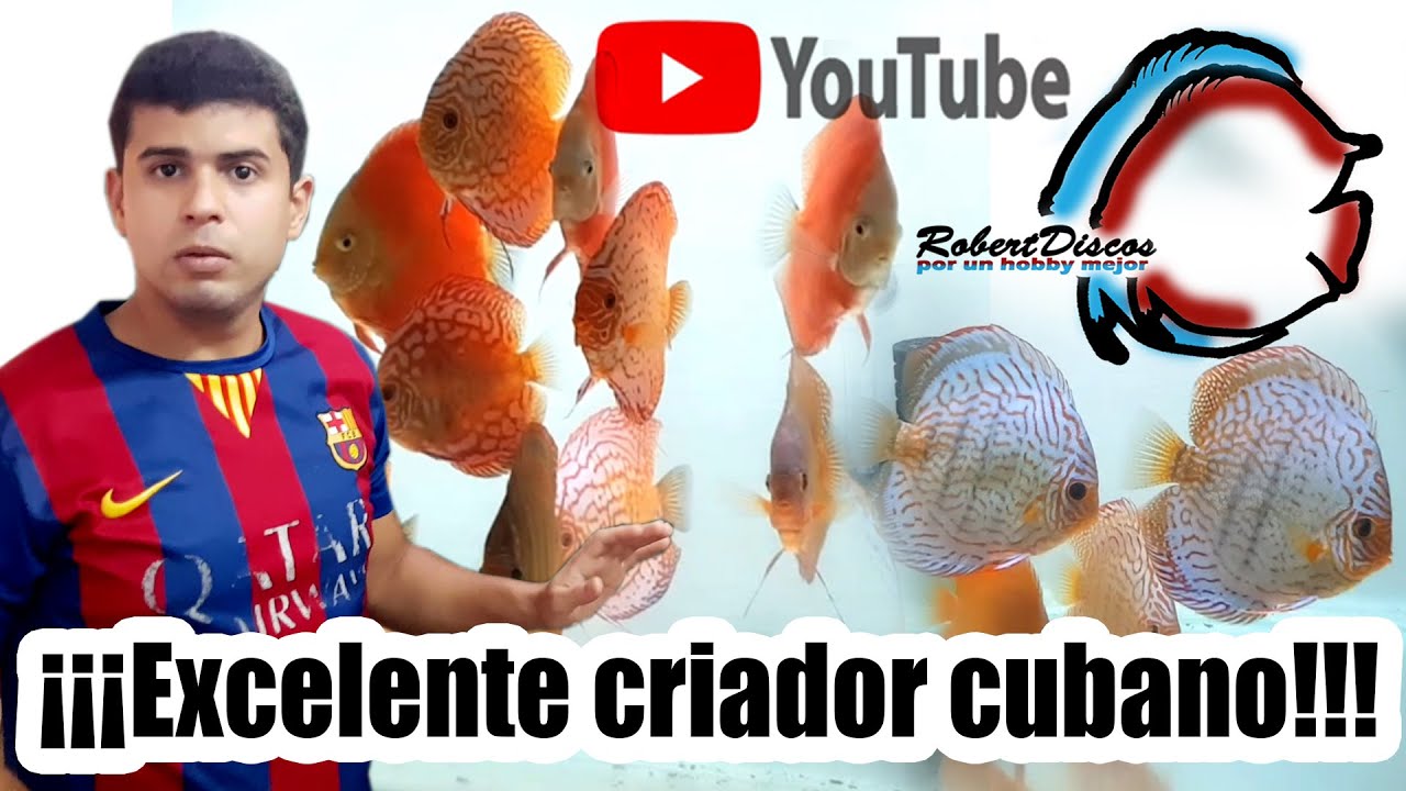 Visita a uno de los mejores criadores de discos en Cuba 👌🇨🇺
