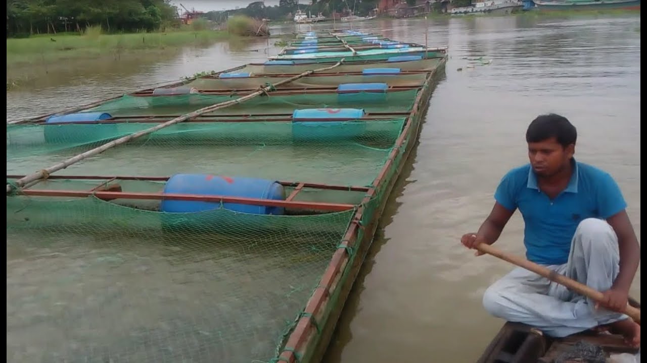 নদীতে তেলাপিয়া মাছ চাষ করে বিল্লাল এর লাখ লাখ টাকা আয় - পর্ব ১