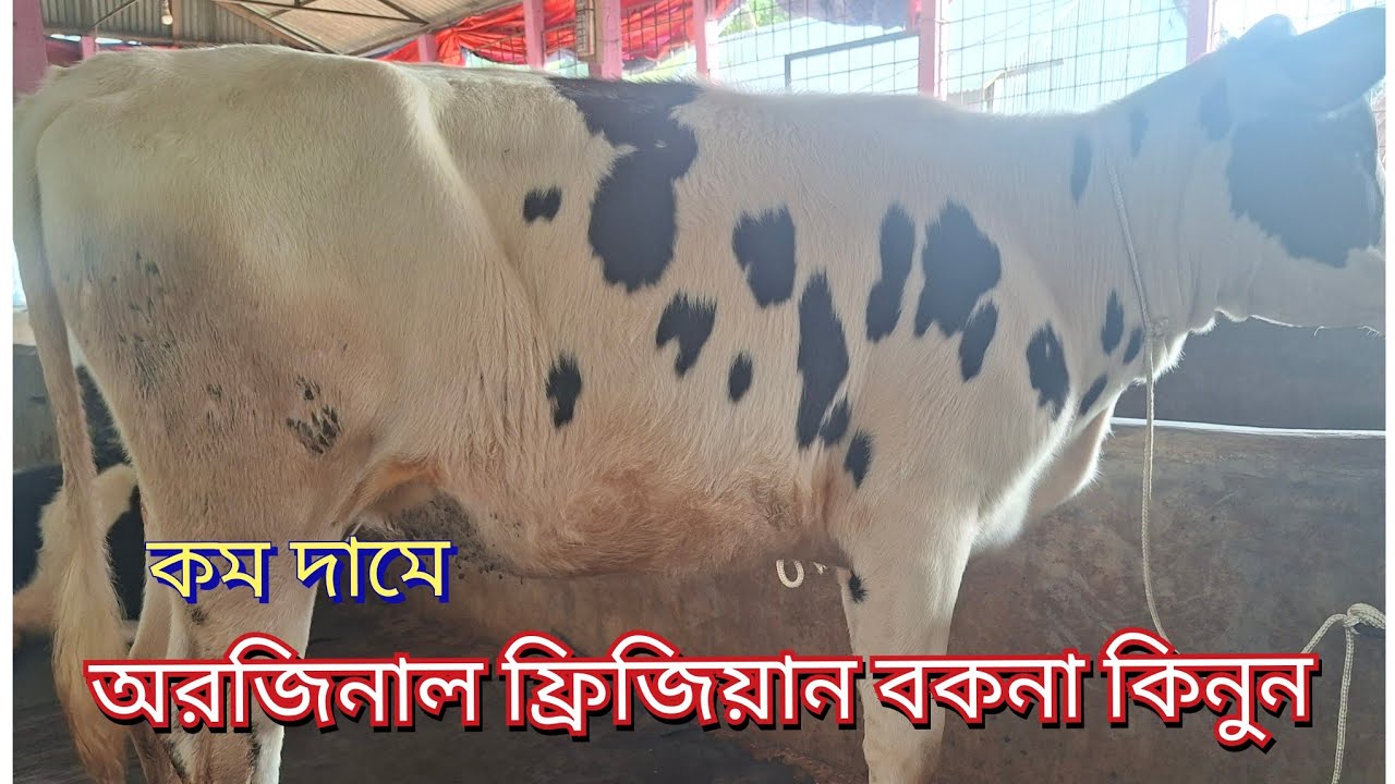 কম দামে বকনা কিনে খামার করার এখনই সুযোগ বকনা দিয়ে খামার করতে চান যারা তারা এখনই কিনুন 