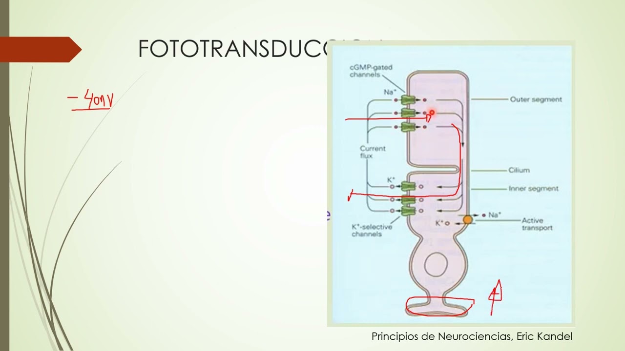 5 transduccion visual