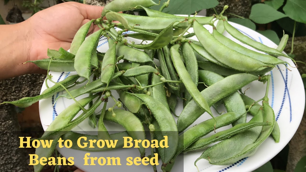 How to grow broad beans at home (With updates from seed till harvesting)