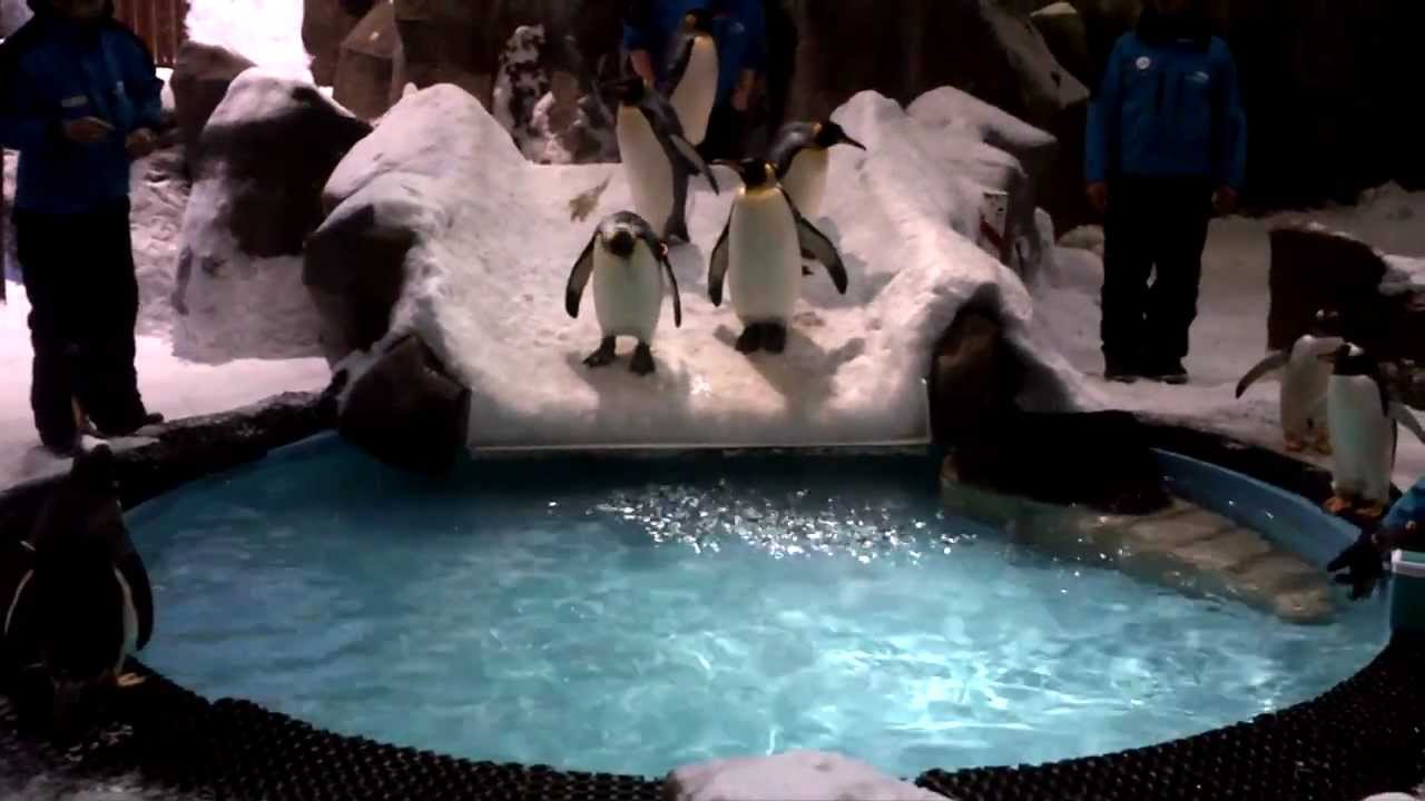 Penguin Show Ski Dubai