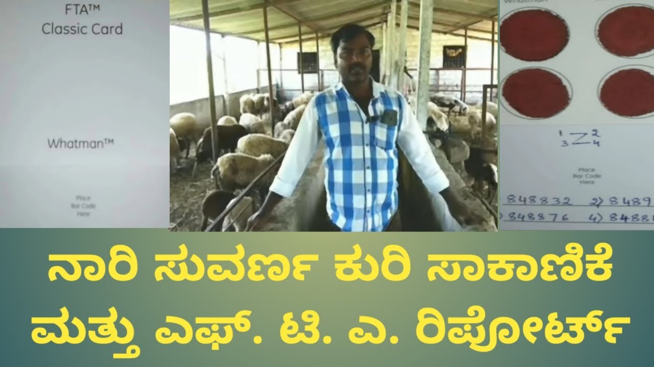 ನಾರಿ ಸುವರ್ಣ ಕುರಿ ಸಾಕಾಣಿಕೆ ಮತ್ತು ಎಫ್ ಟಿ ಎ ರಿಪೋರ್ಟ್ Nari Suvarna Kuri Farming and F T A Report