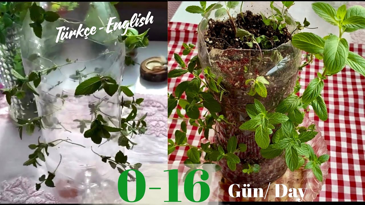 Nane köklendirme | Grow mint | Pet şişeden saksı yapımı | Plastic bottle craft ideas your garden
