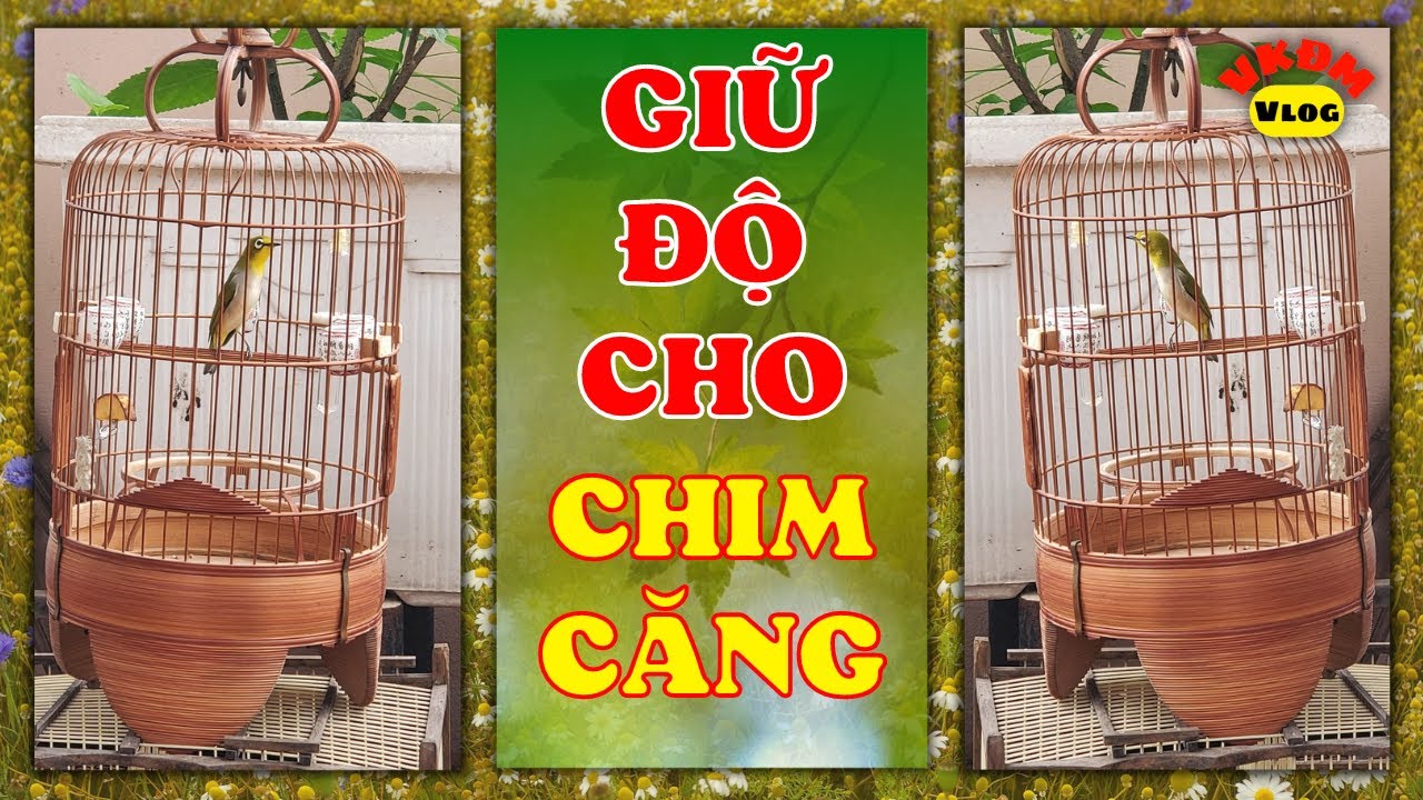 Giữ độ cho chim căng lửa | VKĐM