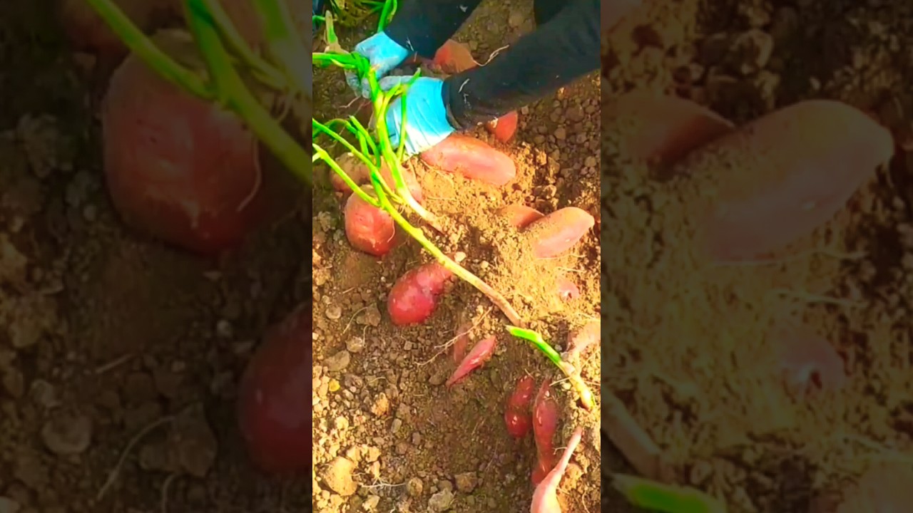 subhanAllah heavy harvest sweet potato #shorts