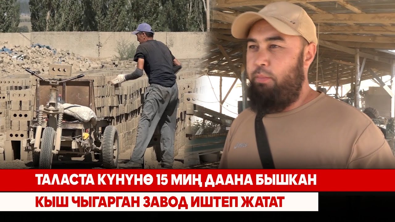Таласта күнүнө 15 миң даана бышкан кыш чыгарган завод иштеп жатат