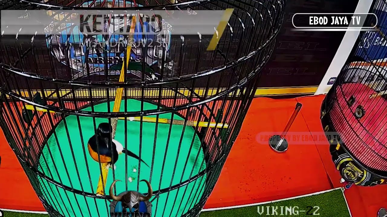 VIKING ARENA - KELAS UTAMA VVIP MURAI BATU KENTARO BERI PERLAWANAN DI KANDANG OHARA