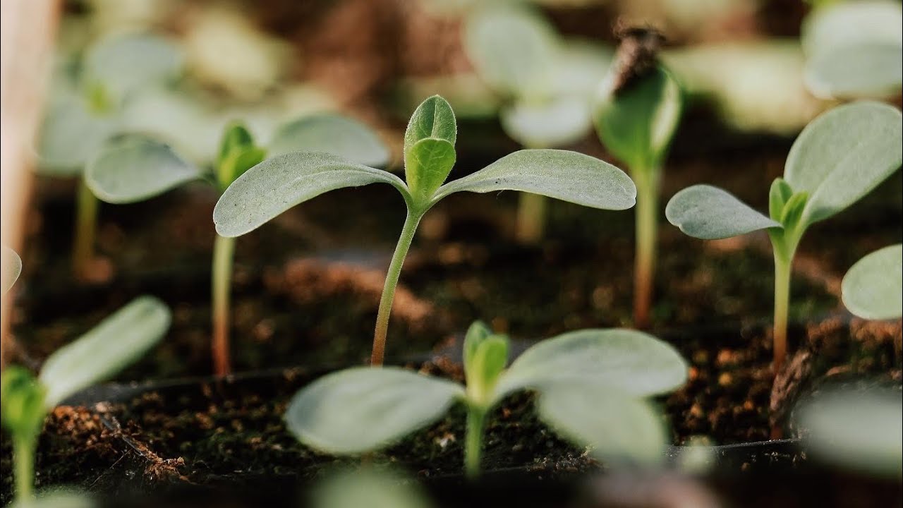 🌱 Update uit de kas: meer dan 1000 plantjes! Dahlia’s, tomaten, cosmos en andere eenjarigen 🌼
