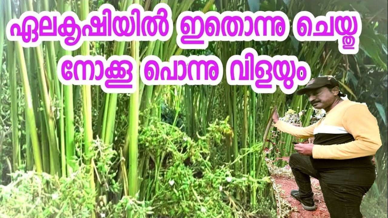 ഏലകൃഷി  പുതിയ കൃഷി രീതിയിലൂടെ 100%നേട്ടം കൈവർഷിച്ച കർഷകൻ | cardamom different style farmer in idukki