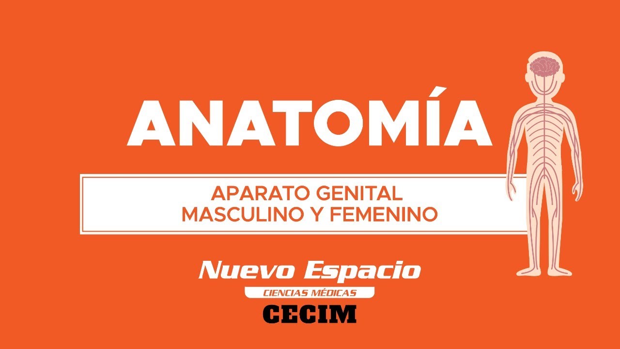 PARALELO DE ANATOMÍA: GENITAL MASCULINO Y FEMENINO