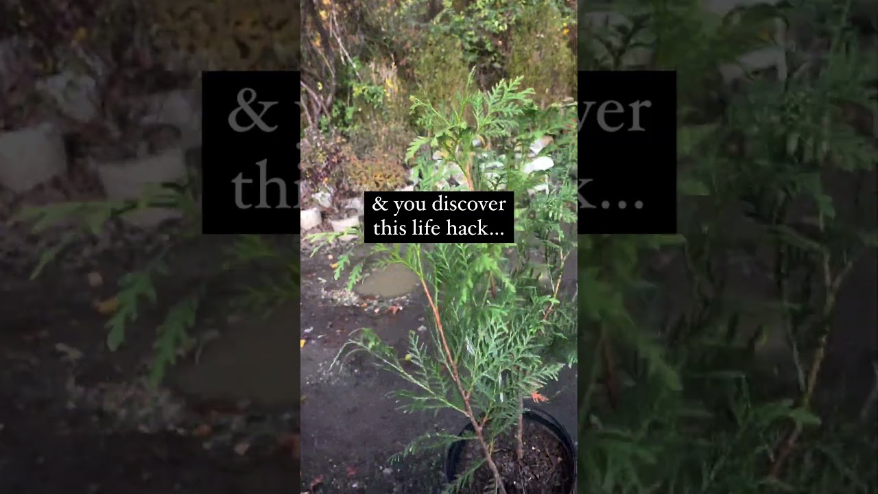 American Pillar Arborvitae Landscaping Hack