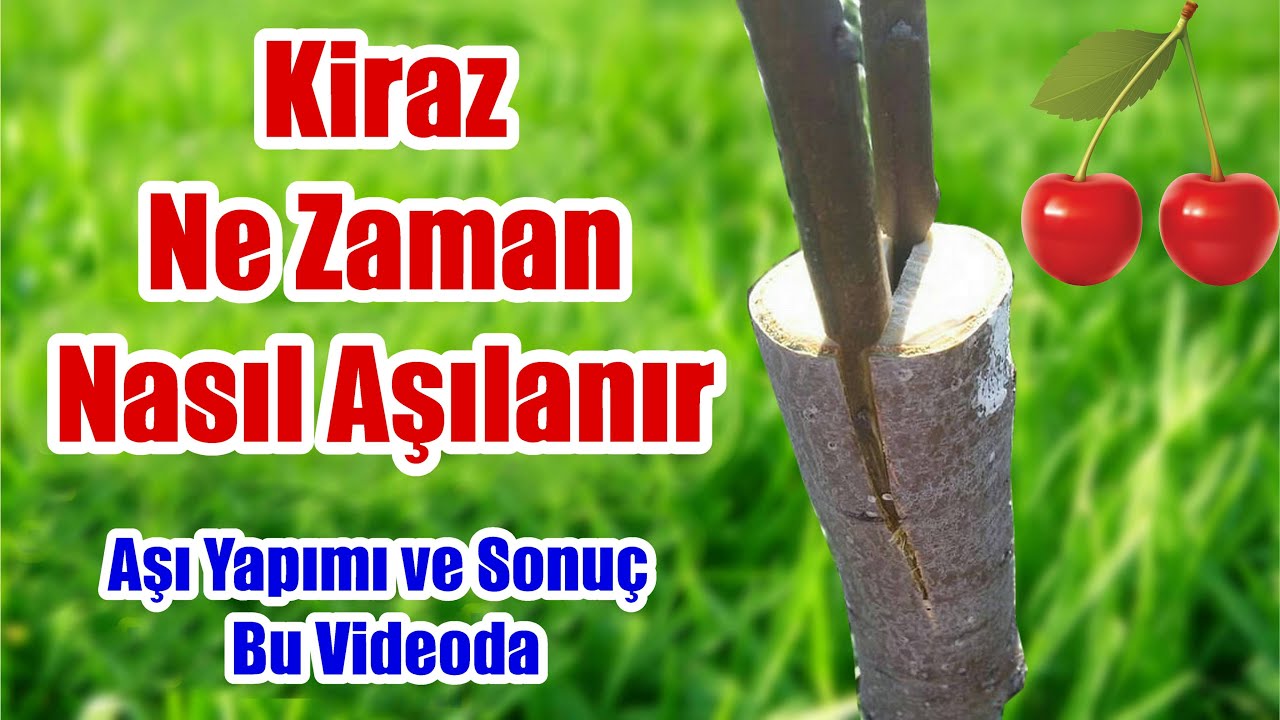 Kiraz nasıl aşılanır / Yarma Aşı / Kiraz ne zaman aşılanır