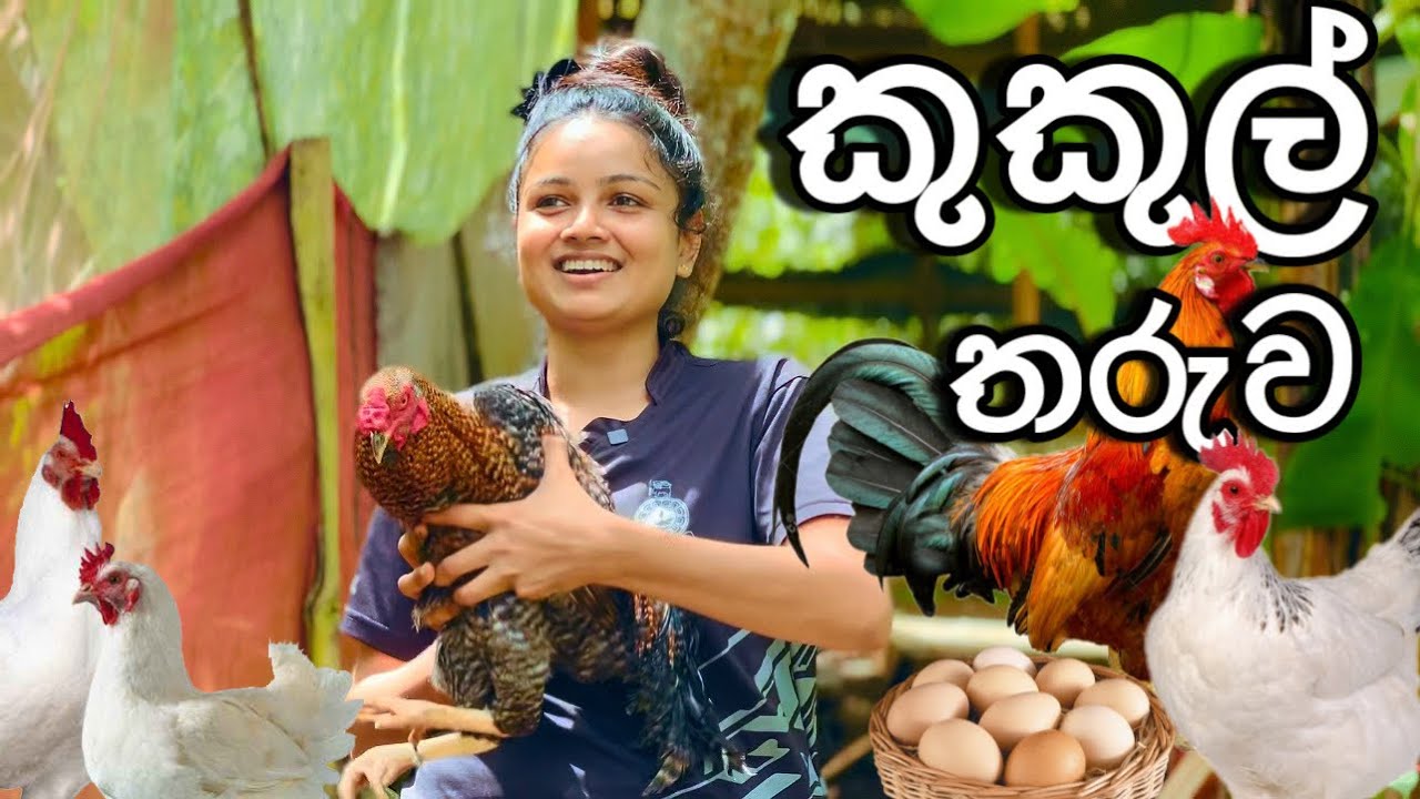 අපේ අලුත් කුකුලා 🐓 Hen Farming | Part 5