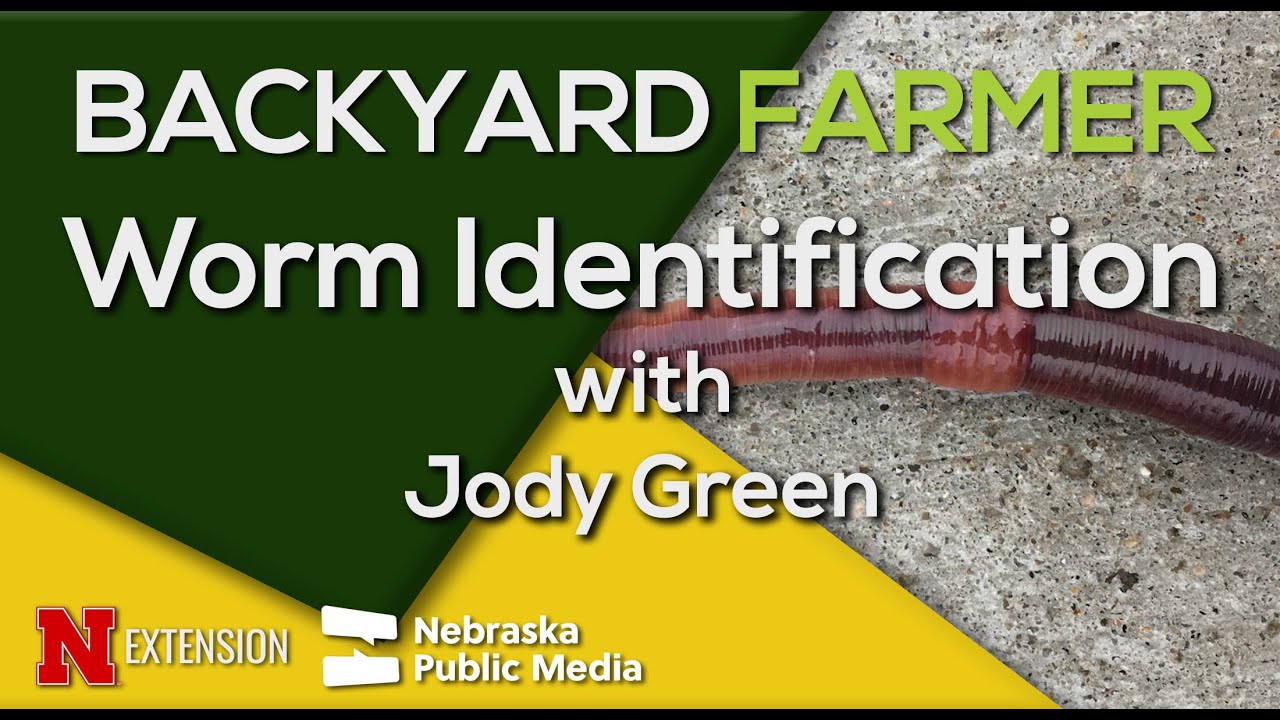 How to Identify Garden Worms: Nightcrawlers, Red Wigglers & Invasive Jumping Worms