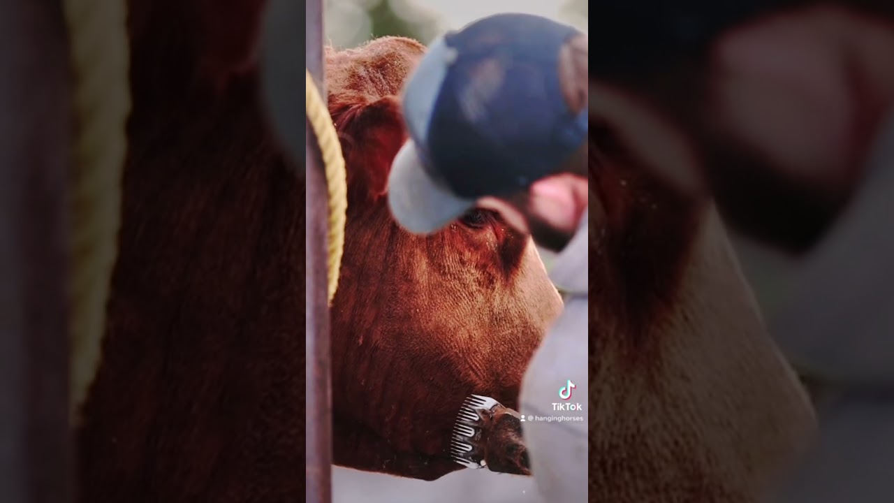 Bull sale preparation #bulls