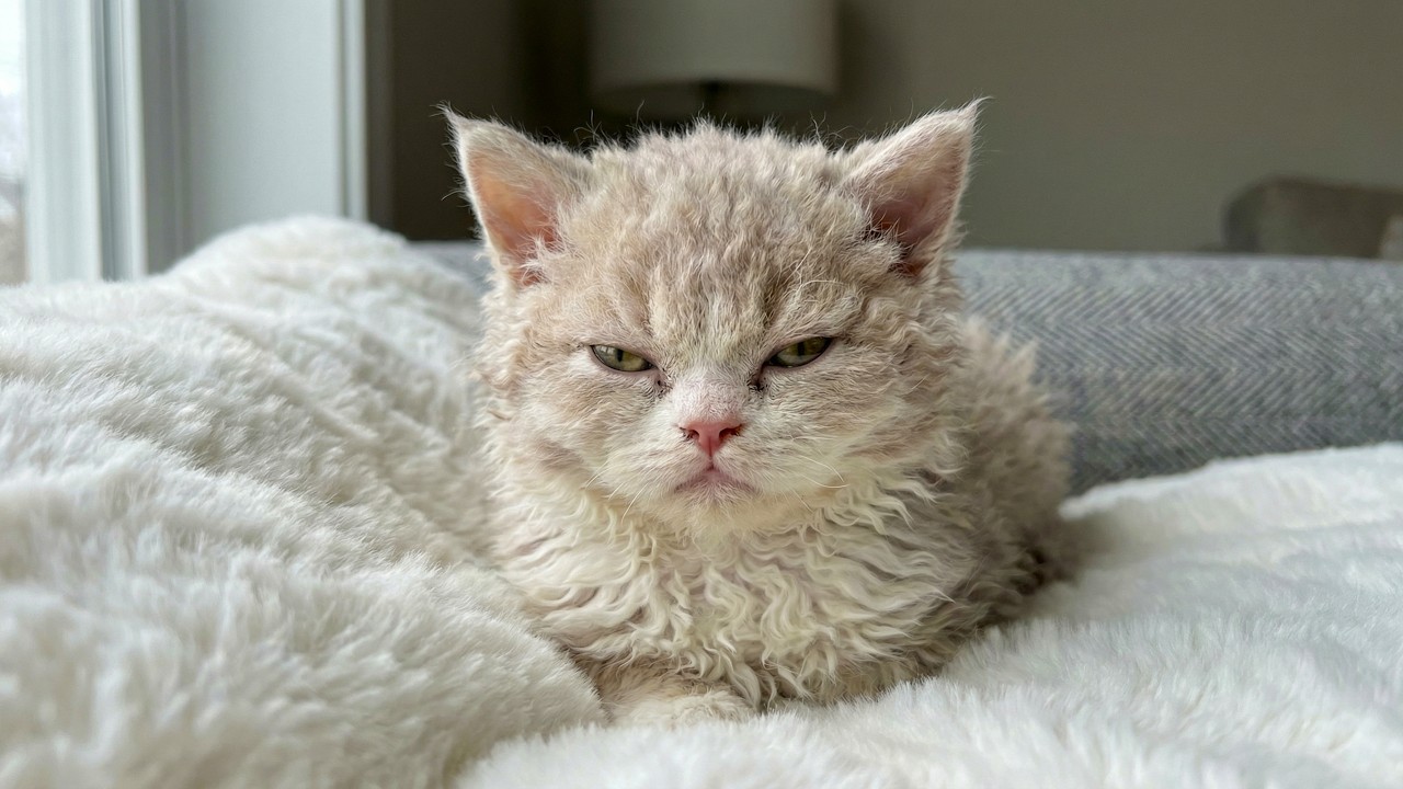 Кошка родила странного котёнка, когда он вырос, то шокировал всех!