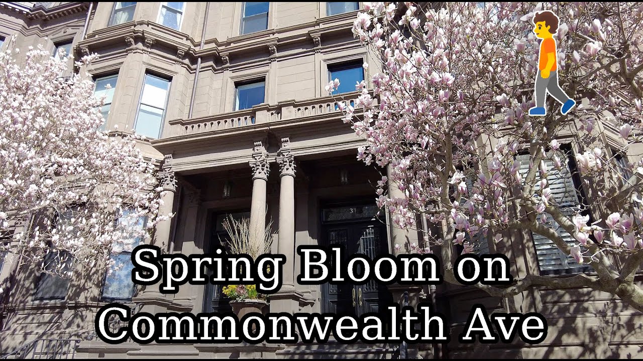 🌷Boston MA Spring Bloom Walking Commonwealth Ave