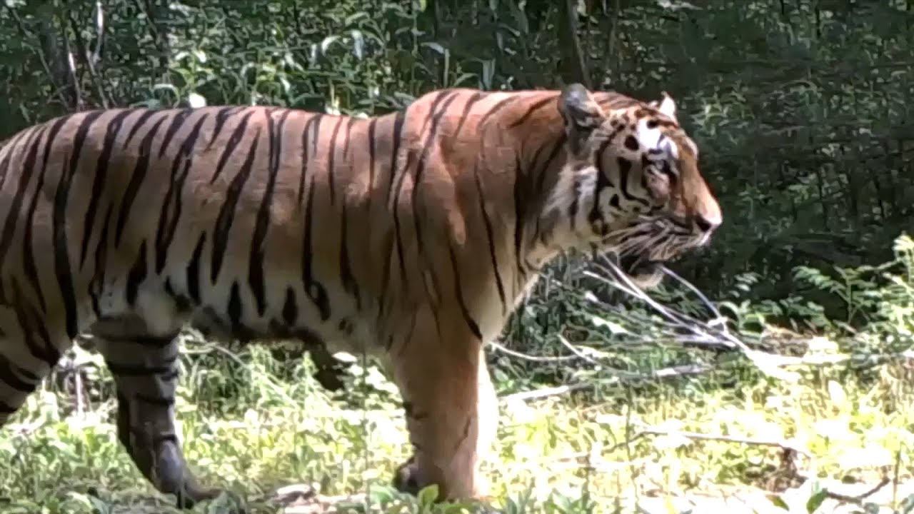 GLOBALink | Wild tiger conservation pays dividends in China