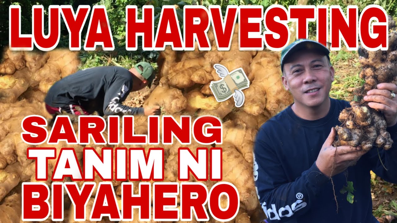 BAKIT NAG-HARVEST NA SI BIYAHERO? + GINATAANG DALAG | Biyaherong Batangueno
