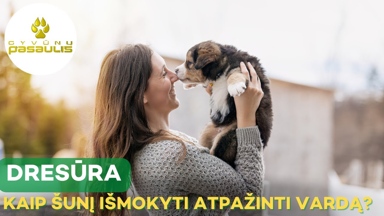 Kaip išmokyti šunį atpažinti savo vardą ir į jį reaguoti?
