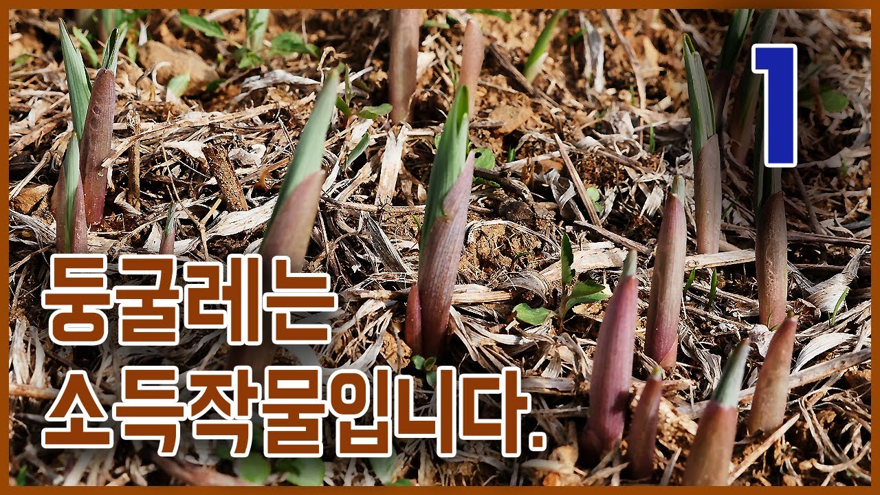 둥굴레 순도 소득 작물입니다. 1