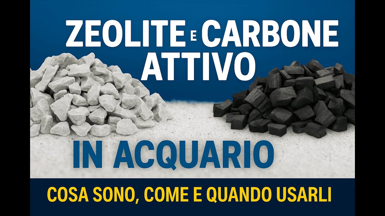 Zeolite e Carbone Attivo in Acquario: Guida Completa all’Uso