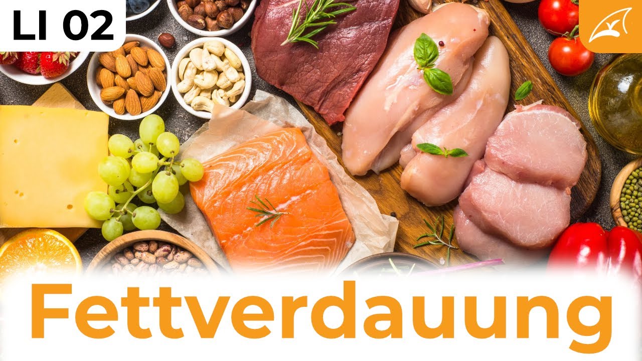Wie funktioniert die Fettverdauung? // Wie Fette aus der Nahrung ins Blut gelangen ...