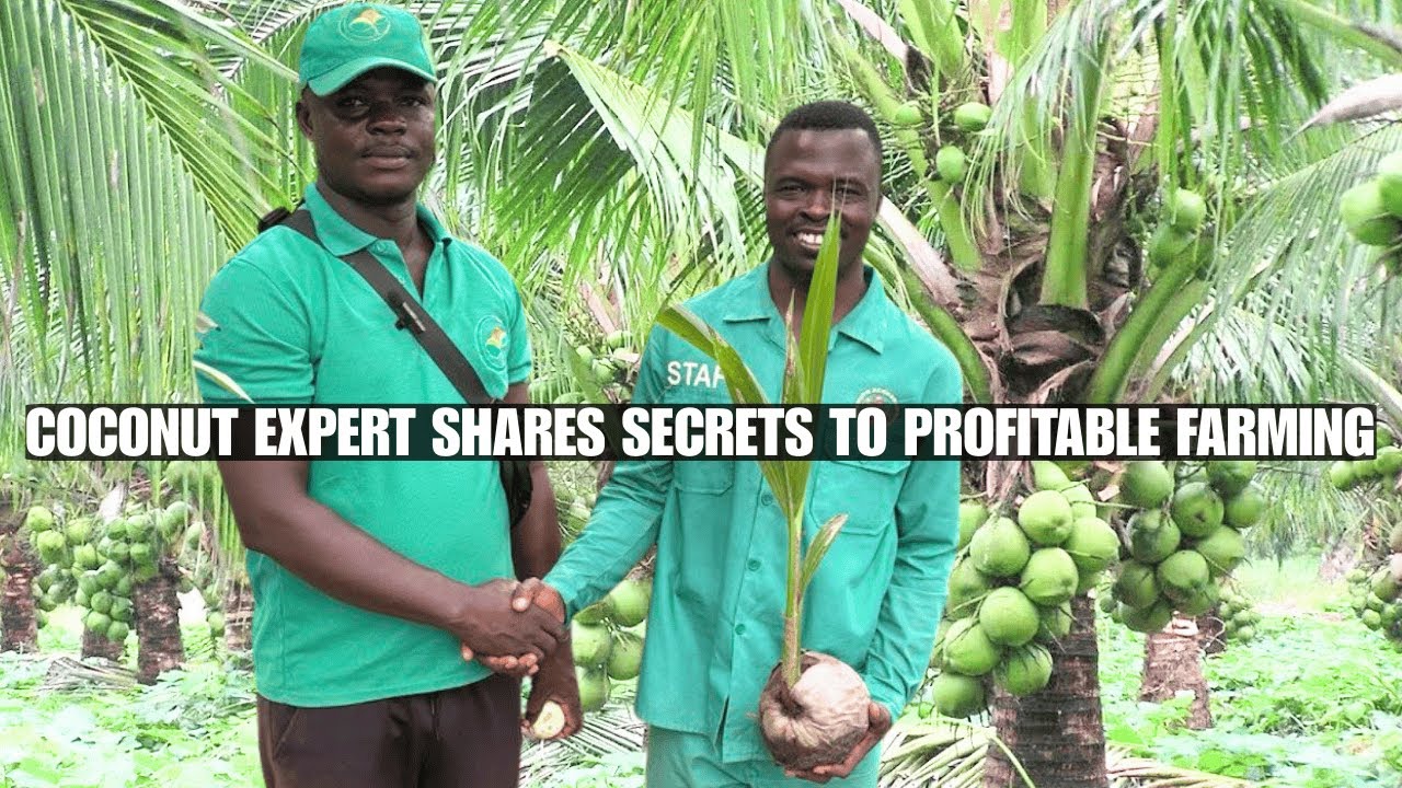 Sika Wo Wuram, a coconut farming expert with over 20 years of experience, shares secrets to profitab