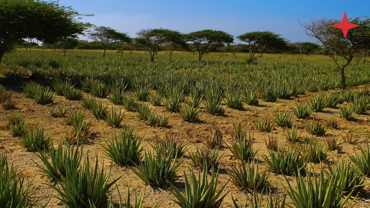 Aruba: Aruba Aloe Factory and Museum