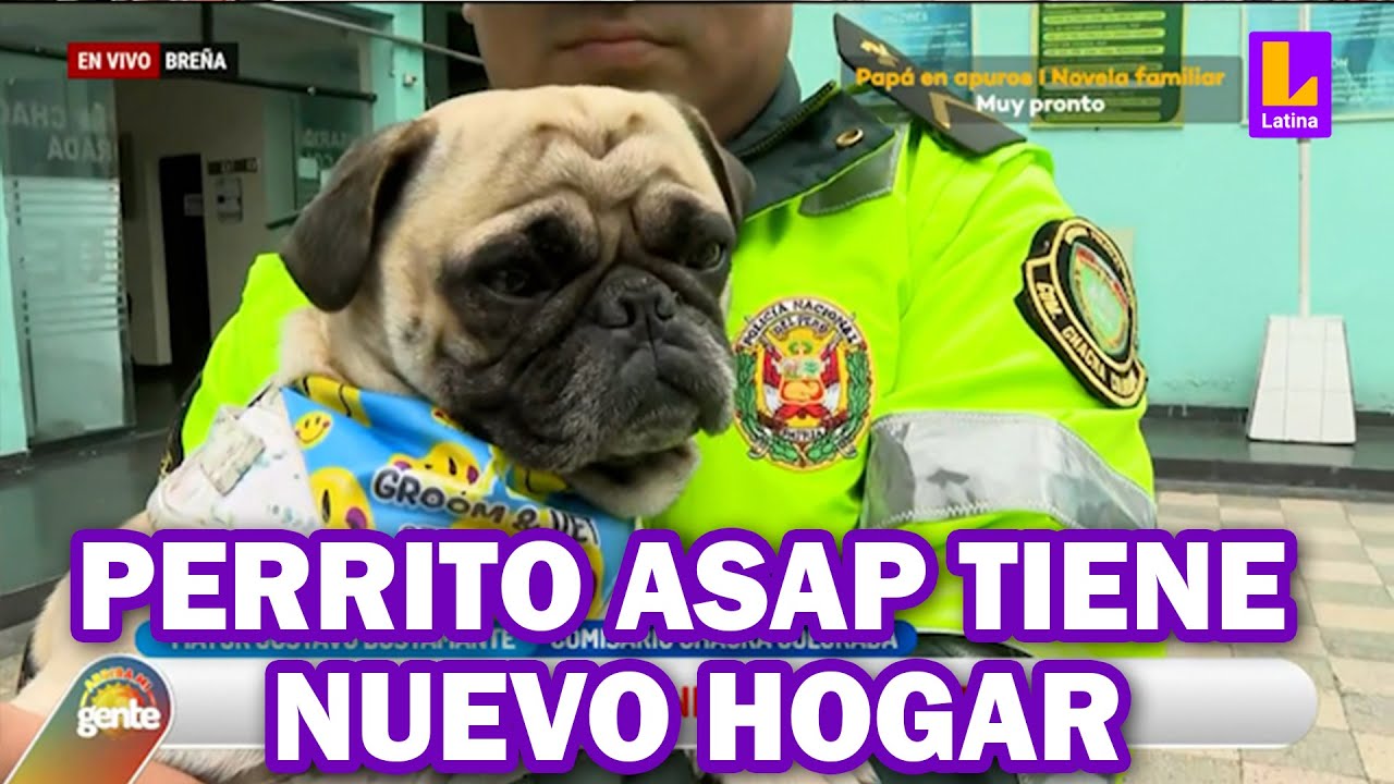 Comisaría Chacra Colorada logra adoptar a perrito maltratado Asap de Breña | Arriba mi Gente