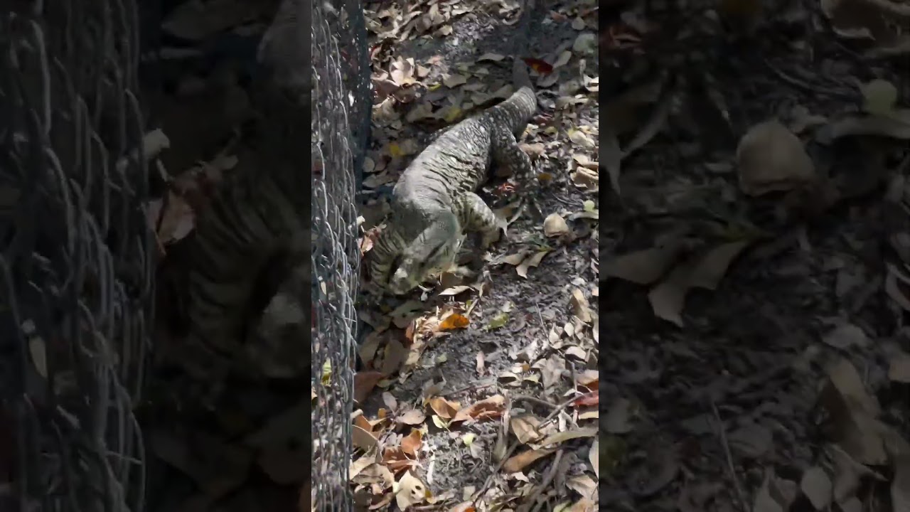 Lace monitor trying to get through a fence ! #lacemonitor #monitorlizard #lizard #reptile #australia